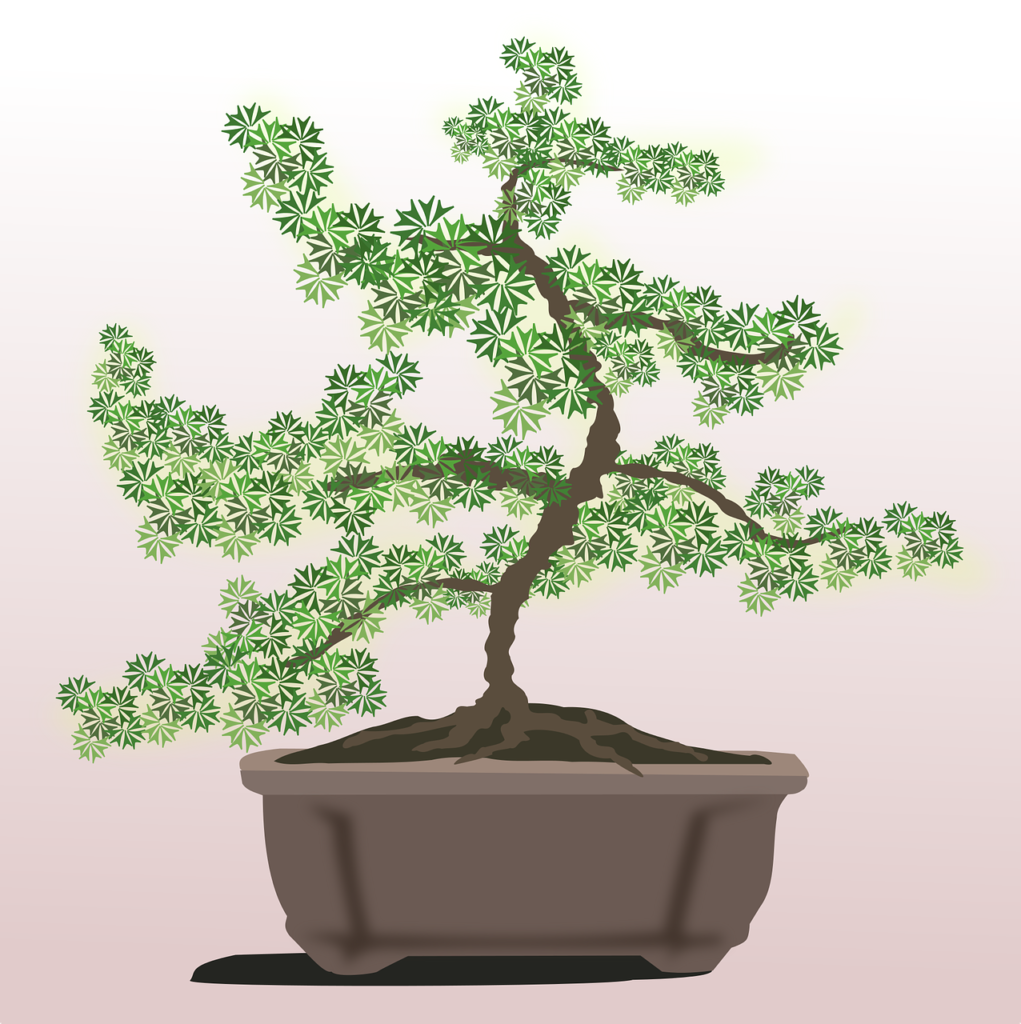 bonsai, clip art, flora-2027501.jpg